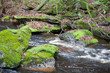 Naturbelassener Bach