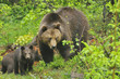 Braunbär Familie