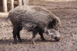 Wildschwein in Nahaufnahme