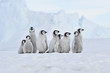 Photo: Emperor Penguin Emperor Penguin
