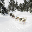 sledge dogging, Sedivacek's long, Czech Republic