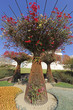 Bougainvillea Flower Trellis