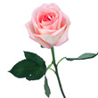 Foto: flower flower