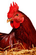 Hen on nest
