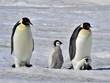 Emperor Penguin Emperor Penguin