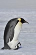 Photo: Emperor Penguin Emperor Penguin