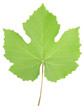 vine leaf with clipping path