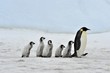 Emperor Penguin