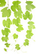 grape leaves grape leaves