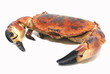 Taurean crab
