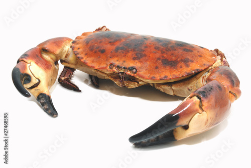 Foto: Taurean crab Taurean crab