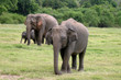 Sri Lankan Elephant