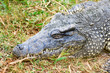 crocodile