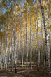 Birchwood