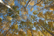 Birchwood