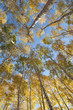 Birchwood