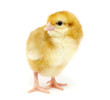 Huhn