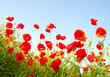 red poppies