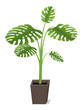 Monstera deliciosa
