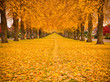 Autumn Leaves