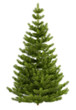 Christmas tree isolated on white background Christmas tree isolated on white background