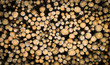 Log Pile with Cut Ends Showing
