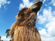 Camel Looking Up