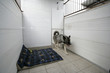 dog in a kennel