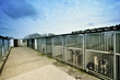 dogs in a kennel