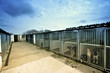 dogs in a kennel