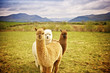 Alpaca in a field
