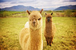 Alpaca in a field