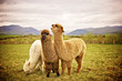 Alpaca in a field