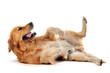 golden retriever sur le dos golden retriever sur le dos