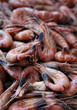 Foto: Nordseekrabben Nordseekrabben