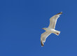 Foto: Möwe im Flug Möwe im Flug