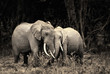 African elephants