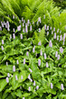 Persicaria bistorta, Knotweed