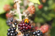 Single wild ladybird on a blackberry bush in the autumn sunshine