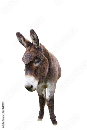 Photo: Domestic donkey isolated on white Domestic donkey isolated on white