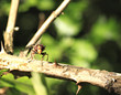 An extreme close up of a hoverfly on a tree branch An extreme close up of a hoverfly on a tree branch