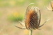 Single teasel head in the autumn sunshine Single teasel head in the autumn sunshine