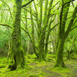 forest, Killarney National Park, County Kerry, Ireland forest, Killarney National Park, County Kerry, Ireland