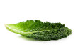 fresh savoy cabbage leaf