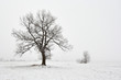 snowy winter landscape with tree