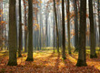 Autumn forest