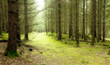green forest