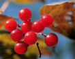 guelder rose, viburnum