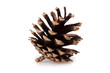 pine cone isolated on white background