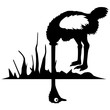 Vektor: Vogelstrauss Vektorgrafik Vogelstrauss Vektorgrafik